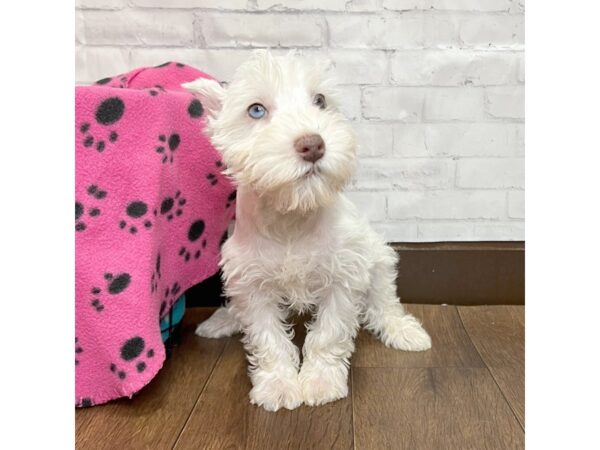 Mini Schnauzer DOG Male White Liver 3171 Petland Florence, Kentucky