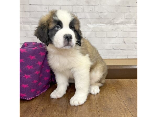 Saint Bernard DOG Male Mahogany / White 3169 Petland Florence, Kentucky