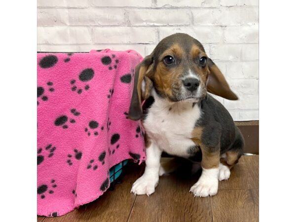 Beagle DOG Male Tri-Colored 3167 Petland Florence, Kentucky