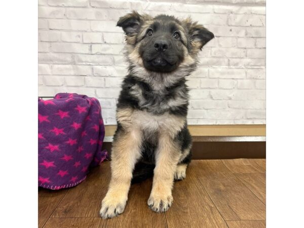 German Shepherd Dog DOG Female Black / Tan 3165 Petland Florence, Kentucky