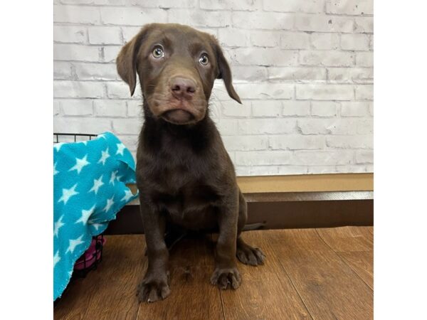 Labrador Retriever-DOG-Female-Chocolate-3141-Petland Florence, Kentucky