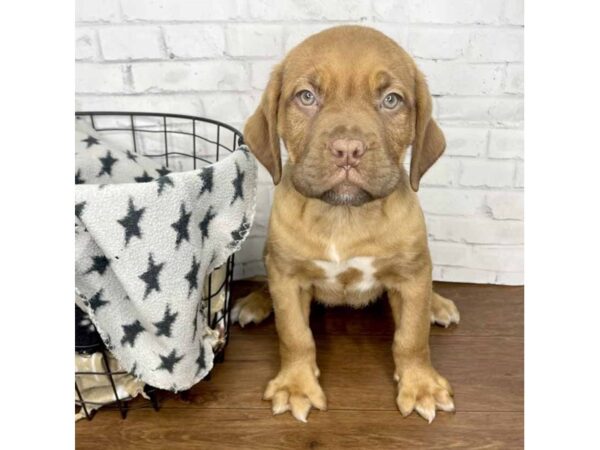 Dogue de Bordeaux DOG Female Mahogany 3190 Petland Florence, Kentucky