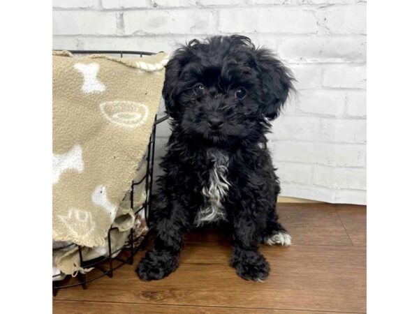 ShizaPoo-DOG-Female-Black-3189-Petland Florence, Kentucky