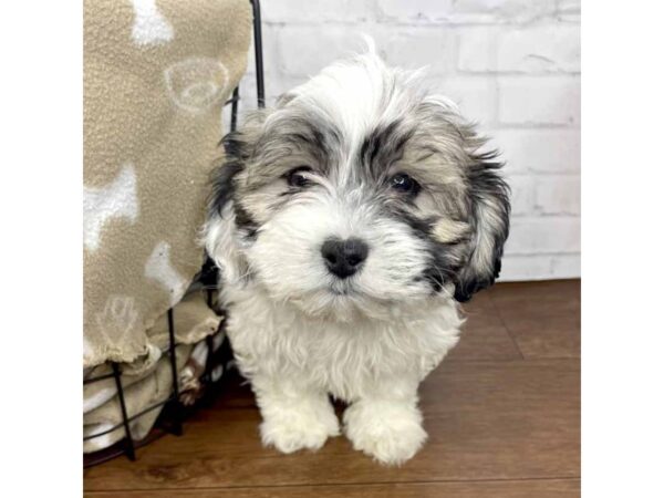 Teddy Bear-DOG-Female-White / Brown-3187-Petland Florence, Kentucky