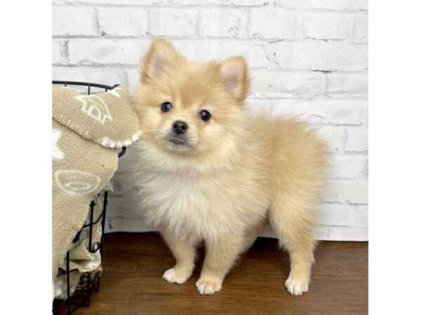 Pomeranian DOG Female Cream 3186 Petland Florence, Kentucky