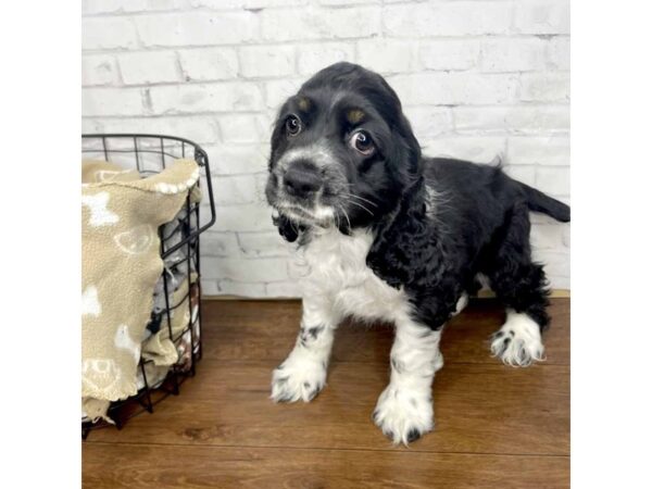 Cocker Spaniel DOG Male Black / White 3185 Petland Florence, Kentucky