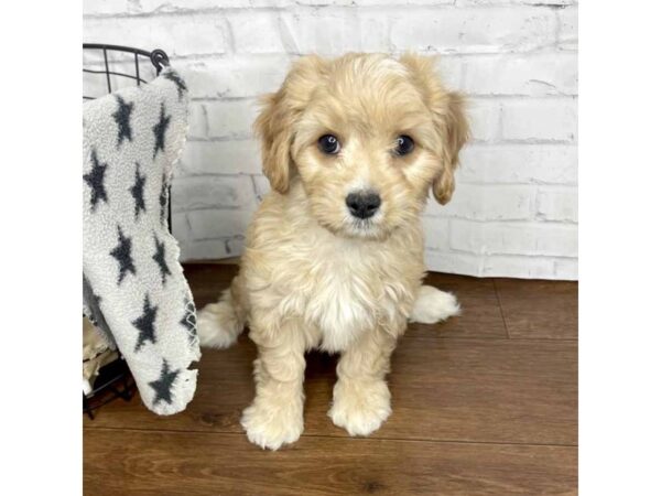 Cavachon DOG Female Apricot 3184 Petland Florence, Kentucky