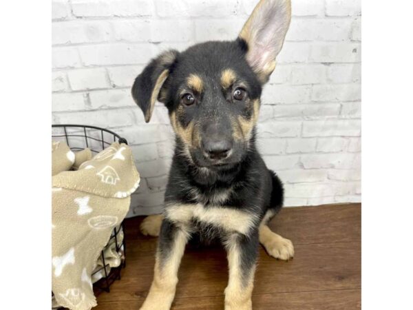 German Shepherd Dog DOG Female Black / Tan 3182 Petland Florence, Kentucky