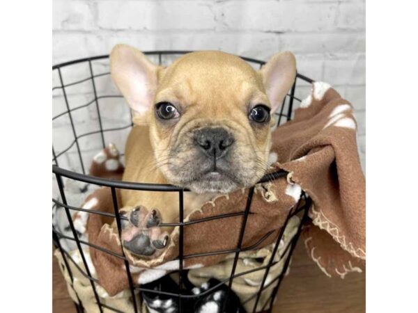 French Bulldog DOG Male Fawn 3181 Petland Florence, Kentucky