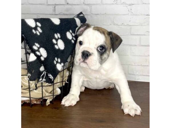 Bulldog DOG Female Brindle / White 3179 Petland Florence, Kentucky