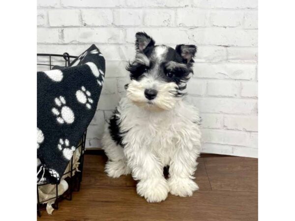 Miniature Schnauzer DOG Male White / Black 3178 Petland Florence, Kentucky