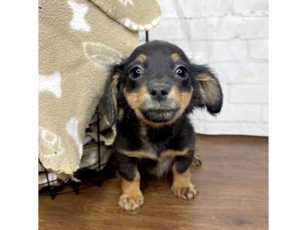 Dachshund DOG Male Black / Tan 3177 Petland Florence, Kentucky