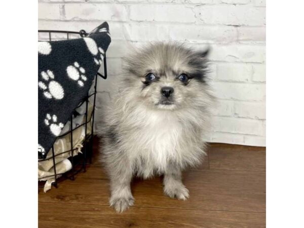 Pomeranian-DOG-Female-Blue Merle-3175-Petland Florence, Kentucky