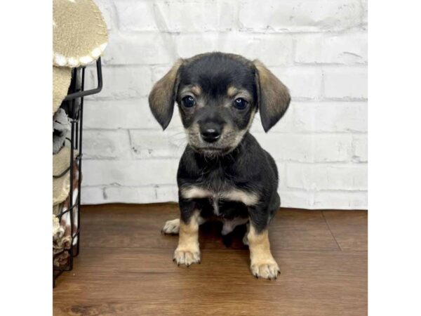 Chihuahua DOG Male Black / Tan 3174 Petland Florence, Kentucky