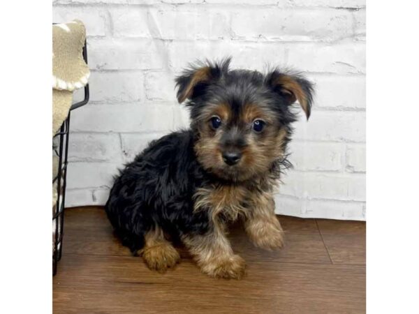 Yorkshire Terrier DOG Female Black / Tan 3173 Petland Florence, Kentucky