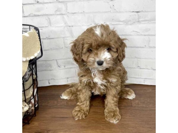 Cavapoo-DOG-Male-Red-3172-Petland Florence, Kentucky