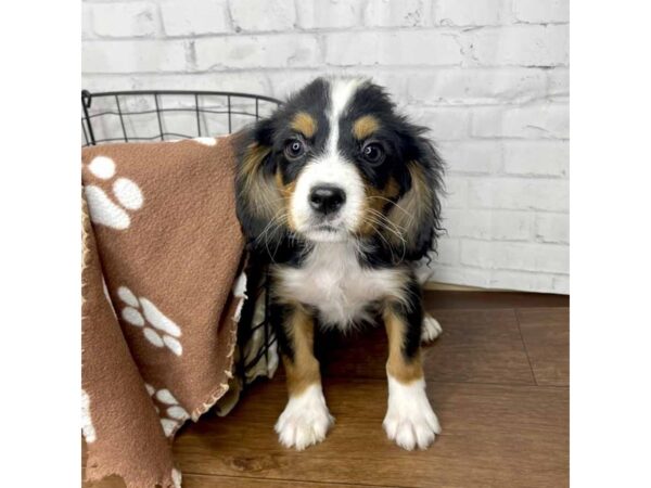 Mini Bernese DOG Male Tri Colored 3152 Petland Florence, Kentucky