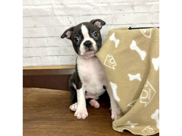 Boston Terrier DOG Male Black / White 3201 Petland Florence, Kentucky