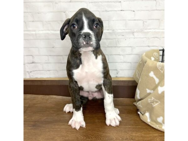 Boxer DOG Male Brindle 3200 Petland Florence, Kentucky