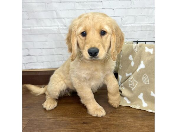 Golden Retriever-DOG-Female-Golden-3197-Petland Florence, Kentucky