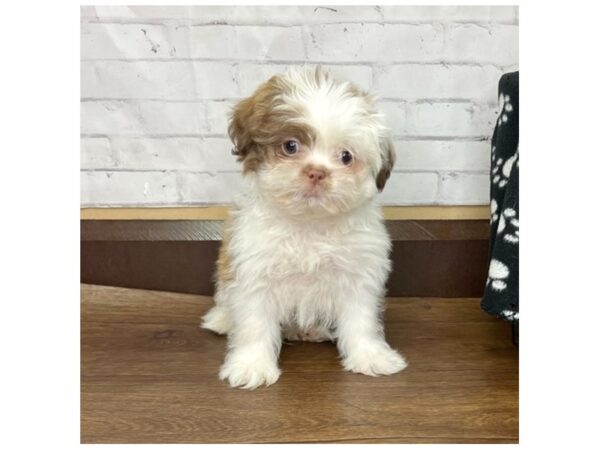 Shih Tzu-DOG-Male-Red / White-3196-Petland Florence, Kentucky