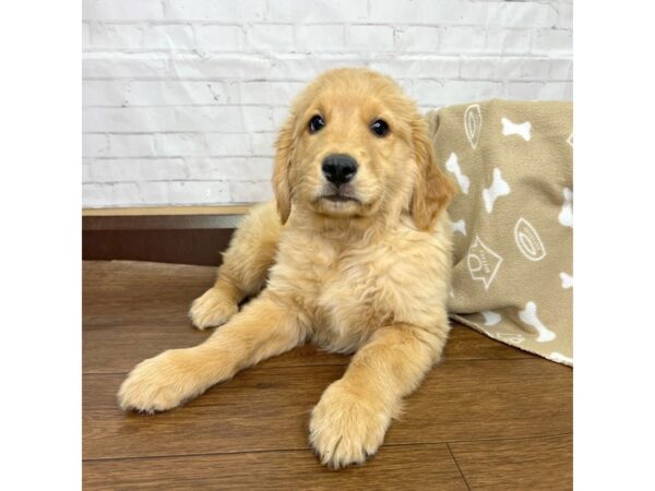 Golden Retriever DOG Male Golden 3195 Petland Florence, Kentucky