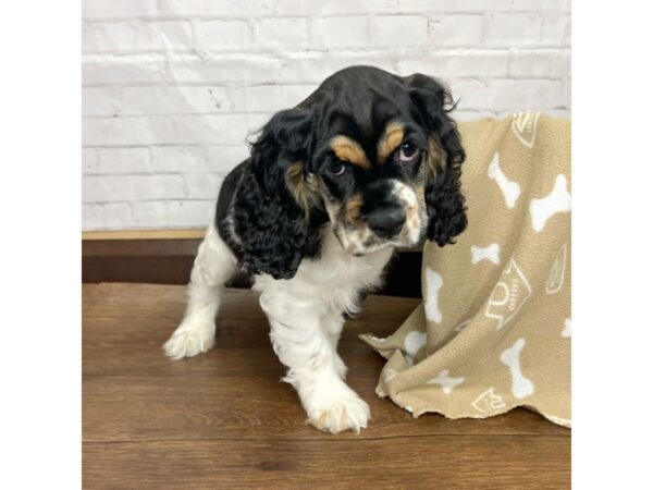 Cocker Spaniel DOG Male Black White / Tan 3194 Petland Florence, Kentucky