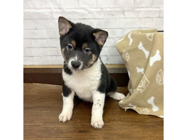 Shiba Inu DOG Male Black Tan / White 3193 Petland Florence, Kentucky