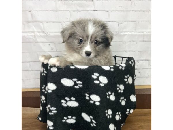 Miniature Australian Shepherd DOG Female Blue Merle 3192 Petland Florence, Kentucky