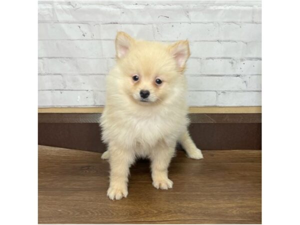 Pomeranian DOG Male Orange 3191 Petland Florence, Kentucky