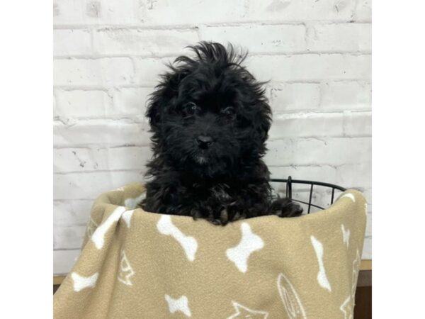 ShizaPoo-DOG-Male-Black-3168-Petland Florence, Kentucky