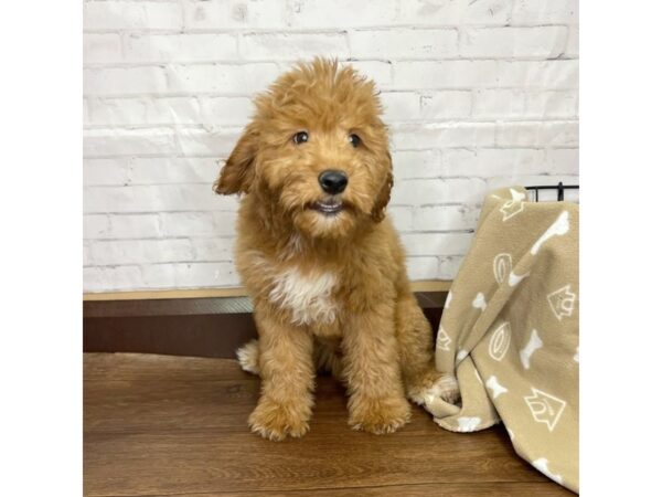 Goldendoodle Mini 2nd Gen DOG Male Red 3164 Petland Florence, Kentucky