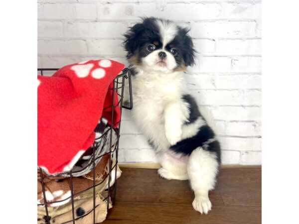 Japanese Chin-DOG-Female-Black / White-3218-Petland Florence, Kentucky