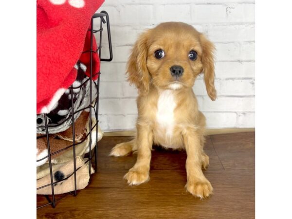 Cavalier King Charles Spaniel-DOG-Female-Ruby-3217-Petland Florence, Kentucky