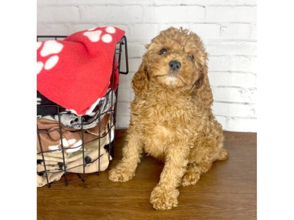 Cock A Poo 2nd Gen-DOG-Female-Red-3216-Petland Florence, Kentucky