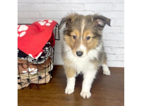 Shetland Sheepdog DOG Female Sable / White 3214 Petland Florence, Kentucky