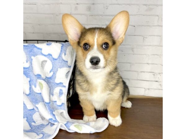 Pembroke Welsh Corgi DOG Male Black White / Tan 3213 Petland Florence, Kentucky