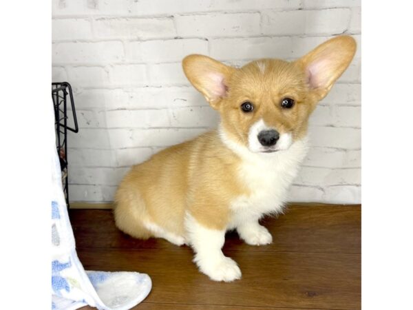 Pembroke Welsh Corgi DOG Male Sable / White 3212 Petland Florence, Kentucky