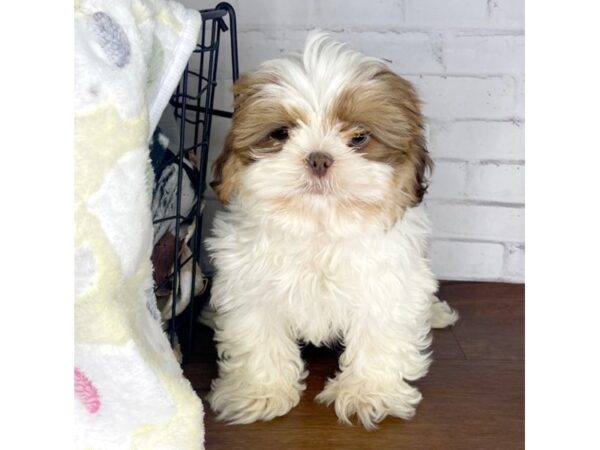 Shih Tzu DOG Male Red / White 3211 Petland Florence, Kentucky