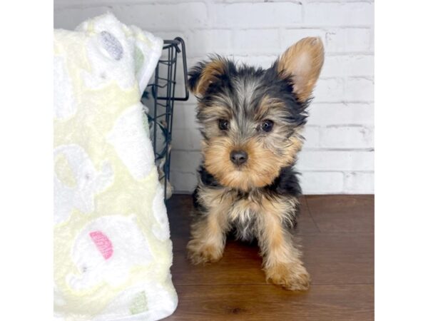 Yorkshire Terrier DOG Male Black / Tan 3210 Petland Florence, Kentucky