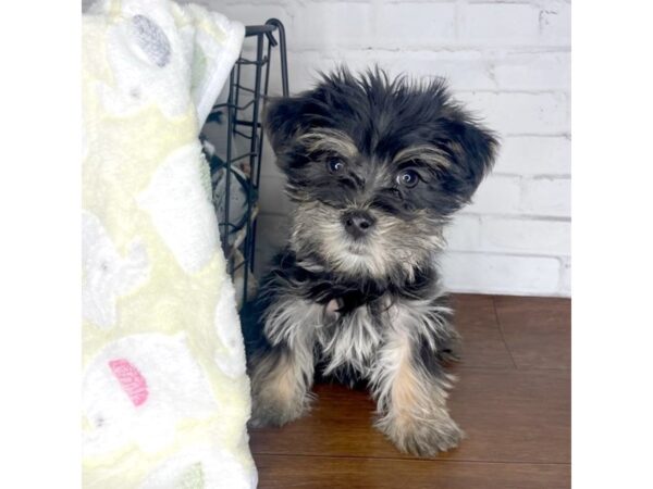 Morkie DOG Male Black / Tan 3209 Petland Florence, Kentucky