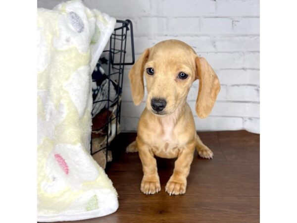 Dachshund DOG Female Red 3208 Petland Florence, Kentucky