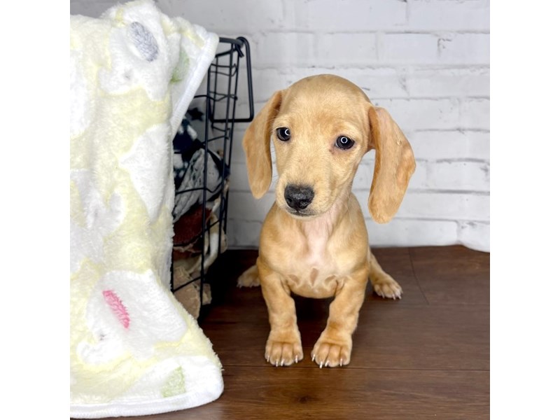 Dachshund Puppy Red ID3208 Located at Petland Florence, Kentucky