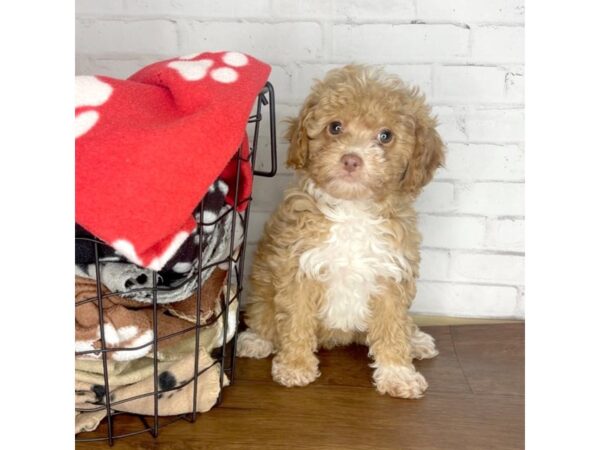 Cock A Poo-DOG-Female-Red-3207-Petland Florence, Kentucky