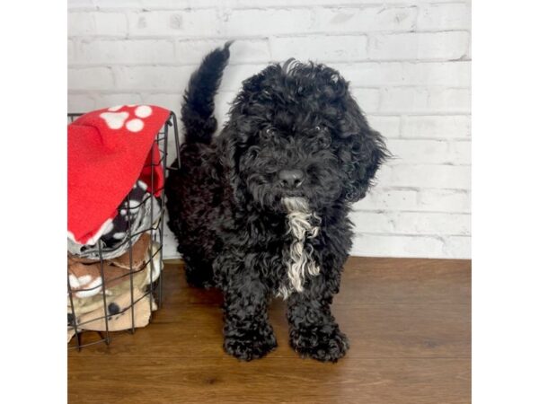 Mini Goldendoodle DOG Female Black 3202 Petland Florence, Kentucky