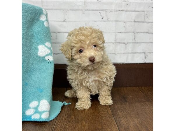 Bichapoo-DOG-Female-Buff-3223-Petland Florence, Kentucky