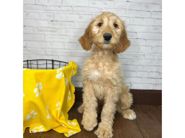 Goldendoodle-DOG-Female-Apricot-3221-Petland Florence, Kentucky