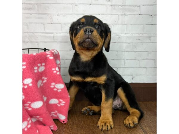 Rottweiler DOG Female Black / Mahogany 3199 Petland Florence, Kentucky