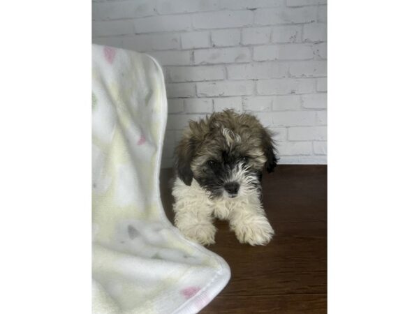 Teddy Bear-DOG-Female-Brown/White-3238-Petland Florence, Kentucky