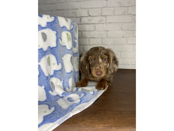 Dachshund-DOG-Male-Chocolate Dapple-3233-Petland Florence, Kentucky
